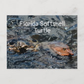 Florida-Weichschildkröte-Wildlife-Fotografie Postkarte (Vorderseite)