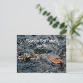 Florida-Weichschildkröte-Wildlife-Fotografie Postkarte (Stehend Vorderseite)