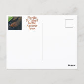 Florida-Weichschildkröte-Wildlife-Fotografie Postkarte (Rückseite)