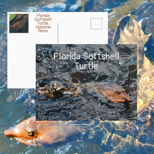 Florida-Weichschildkröte-Wildlife-Fotografie Postkarte