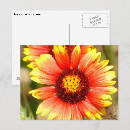 Florida Wildblume Postkarte (Vorne/Hinten)