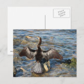 Florida Wildtiere - Vögel Postkarte (Vorne/Hinten)