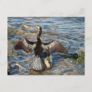 Florida Wildtiere - Vögel Postkarte