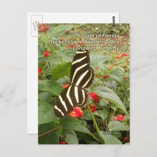 Florida Zebra Longwing Butterfly Postkarte (Vorne/Hinten)