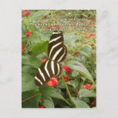 Florida Zebra Longwing Butterfly Postkarte (Vorderseite)