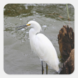 Florida's Singing Egret Quadratischer Aufkleber