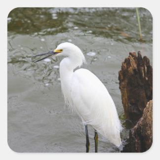 Florida's Singing Egret Quadratischer Aufkleber