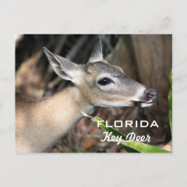 Floridaschlüsselrotwild-Postkarte Postkarte