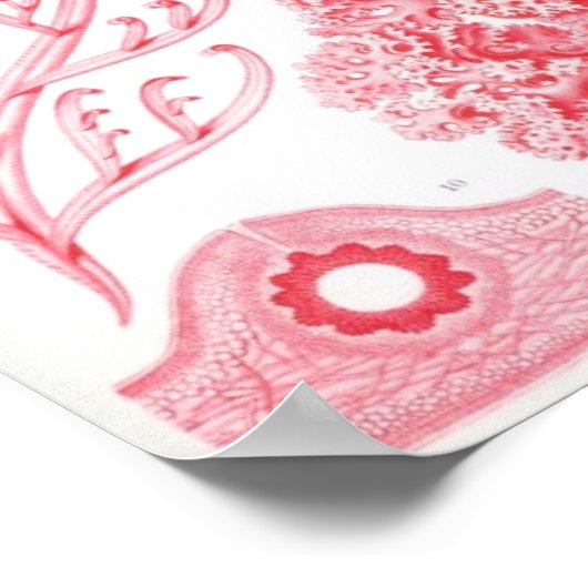 Florideae Poster (Ecke)