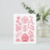 Florideae Postkarte (Stehend Vorderseite)