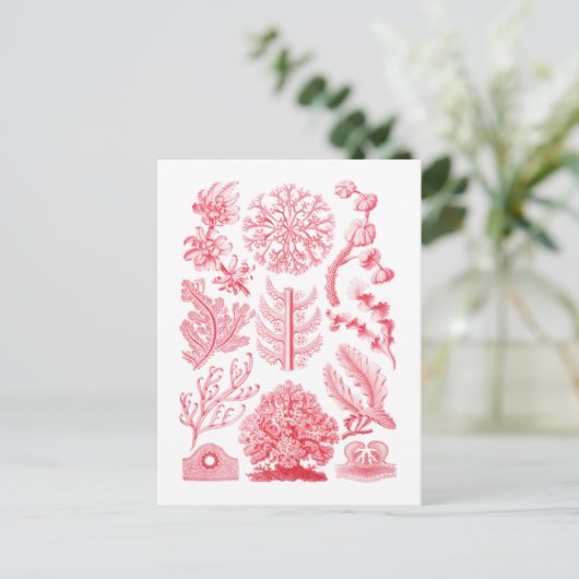 Florideae Postkarte (Stehend Vorderseite)