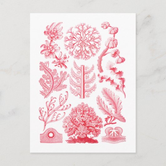 Florideae Postkarte (Vorderseite)