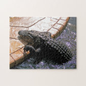 Floridian Alligator, Jigsaw Puzzle (Horizontal)