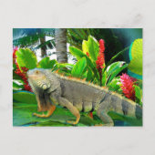 Floridian Iguana POSTCARD Postkarte (Vorderseite)