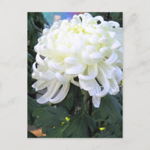 Floristenkneipe:Postkarte Postkarte
