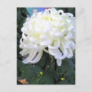 Floristenkneipe:Postkarte Postkarte