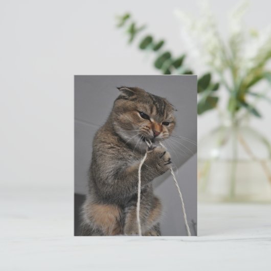 Flossenkatze Postkarte (Stehend Vorderseite)