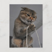 Flossenkatze Postkarte (Vorderseite)