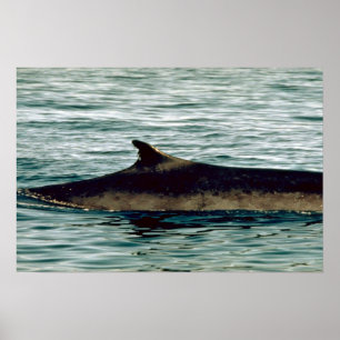 Flossenwal Poster