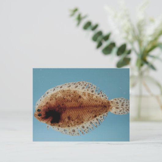 Flounder Postkarte (Stehend Vorderseite)
