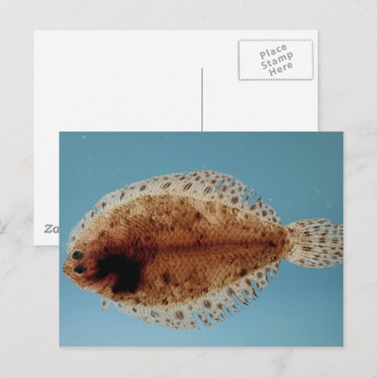 Flounder Postkarte (Vorne/Hinten)