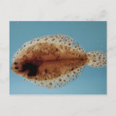 Flounder Postkarte (Vorderseite)