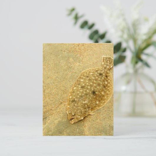 Flounder Postkarte (Stehend Vorderseite)