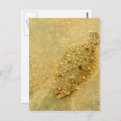 Flounder Postkarte (Vorne/Hinten)