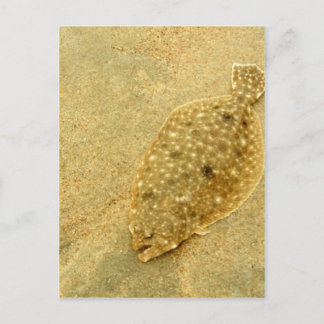 Flounder Postkarte