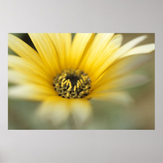 Flower #1 yellow daisy poster