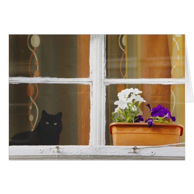 Flower by the window, Sighisoara, Romania (Vorderseite (Horizontal))