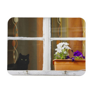 Flower by the window, Sighisoara, Romania Magnet
