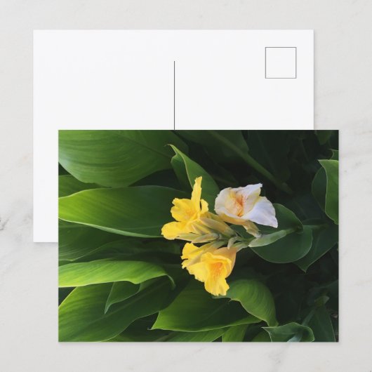 Flower Delivery Postkarte (Vorne/Hinten)