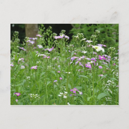 flower field postcard postkarte (Vorderseite)