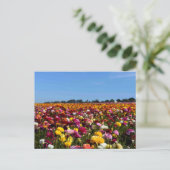 Flower fields in California Postkarte (Stehend Vorderseite)