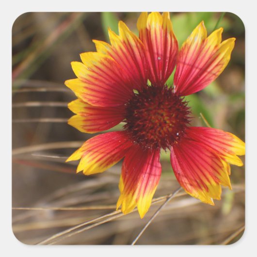 Flower in the Wind Quadratischer Aufkleber (Vorderseite)