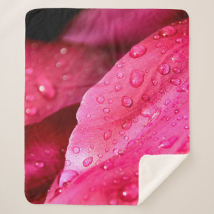 Flower leaf macro dew drops nature sherpadecke