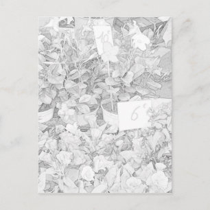 Flower Market Coloring Postkarte