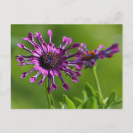 Flower Postcard Postkarte