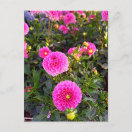 Flower Power - 12 Postkarte