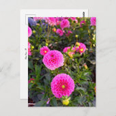 Flower Power - 12 Postkarte (Vorne/Hinten)