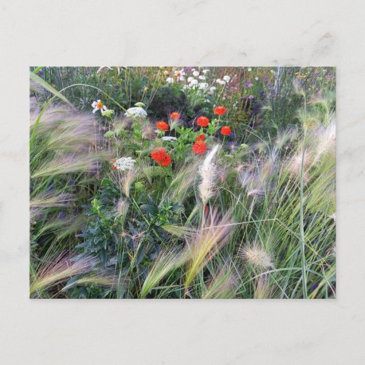 Flower Power - 13 Postkarte (Vorderseite)