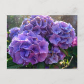 Flower Power 4 Postkarte (Vorderseite)