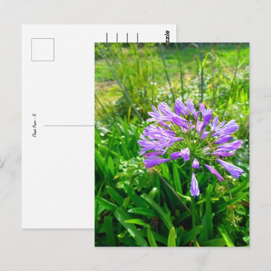 Flower Power - 5 Postkarte (Vorne/Hinten)