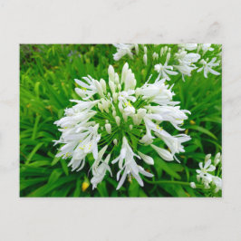 Flower Power - 6 Postkarte