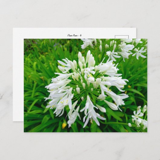 Flower Power - 6 Postkarte (Vorne/Hinten)