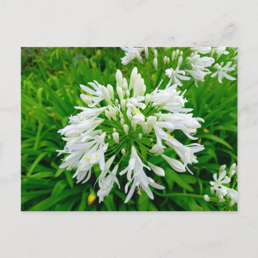 Flower Power - 6 Postkarte (Vorderseite)