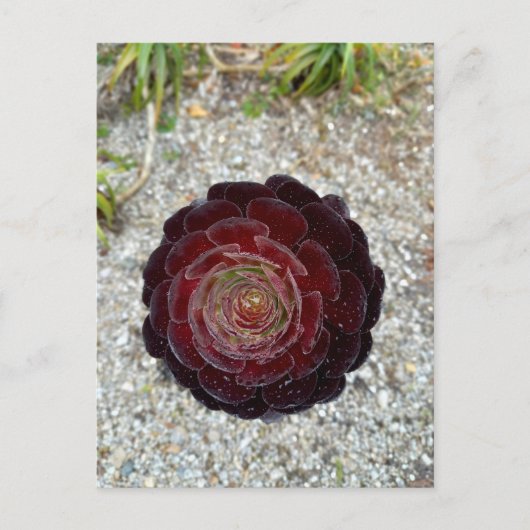 Flower Power - 7 Postkarte (Vorderseite)