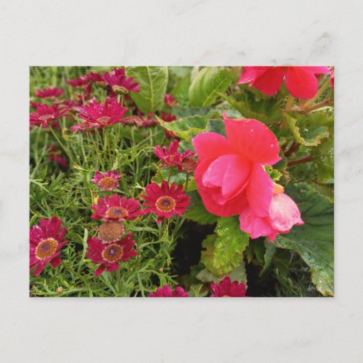 Flower Power - 9 Postkarte (Vorderseite)