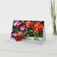 Flowerbox des Stiefmütterchens